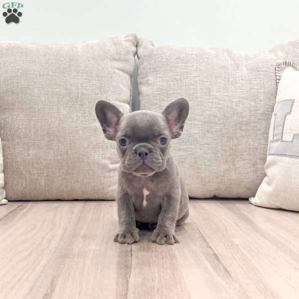 Misty, French Bulldog Puppy