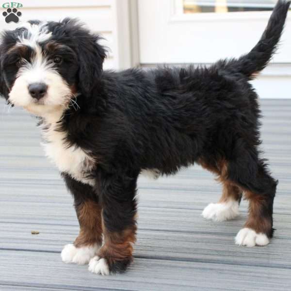 Harper, Bernedoodle Puppy