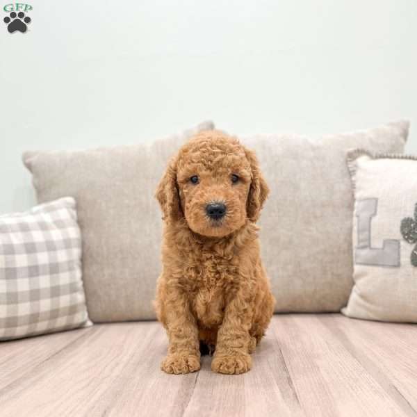 Charlie, Mini Goldendoodle Puppy