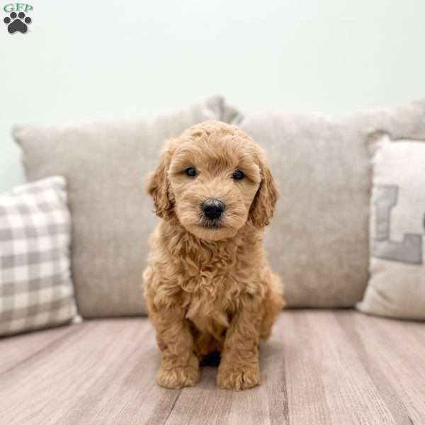 Goldie, Mini Goldendoodle Puppy