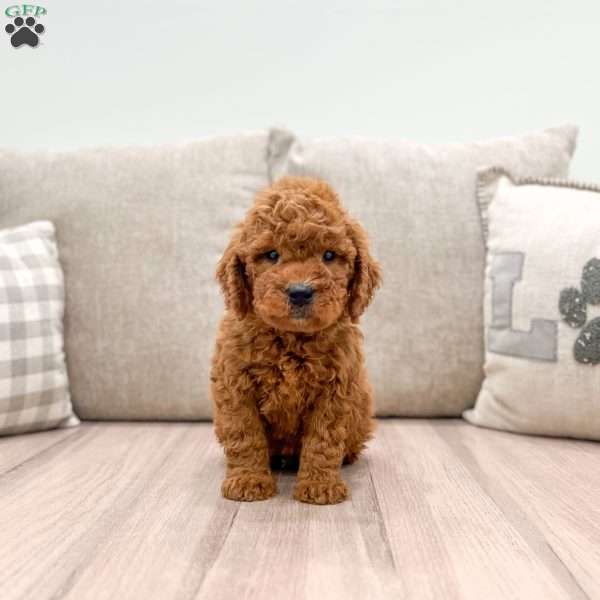 Cooper, Mini Goldendoodle Puppy