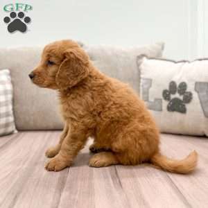 Theodore, Mini Goldendoodle Puppy