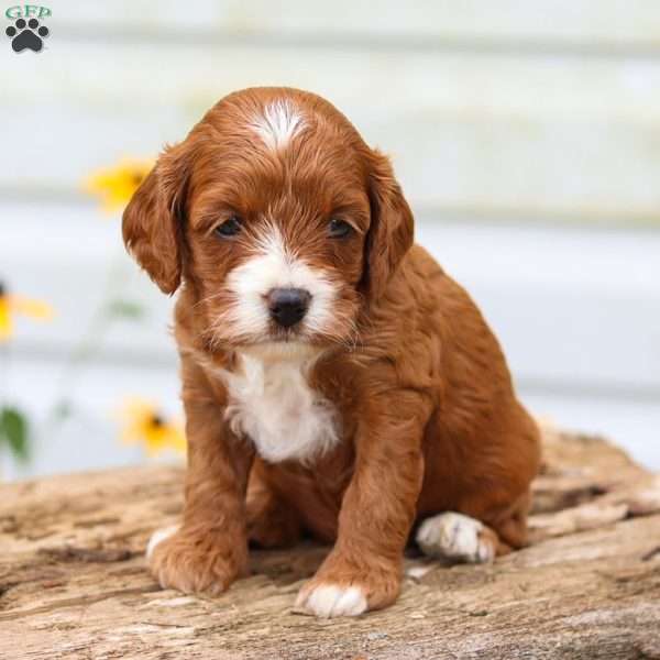 Cassie, Cavapoo Puppy