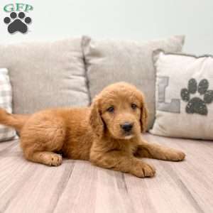 Theodore, Mini Goldendoodle Puppy