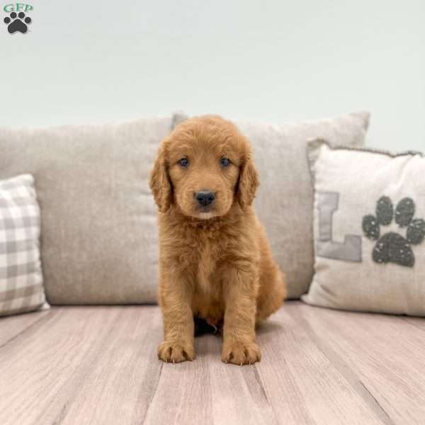 Theodore, Mini Goldendoodle Puppy