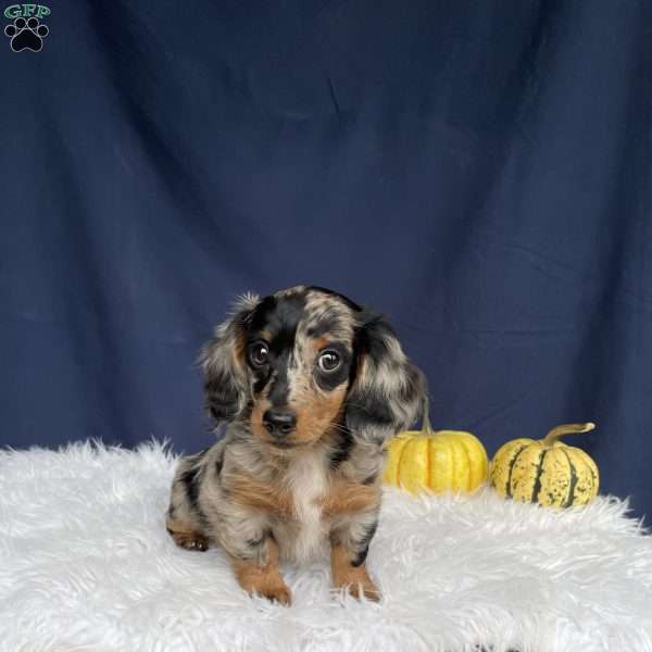 Hailey, Dachshund Puppy