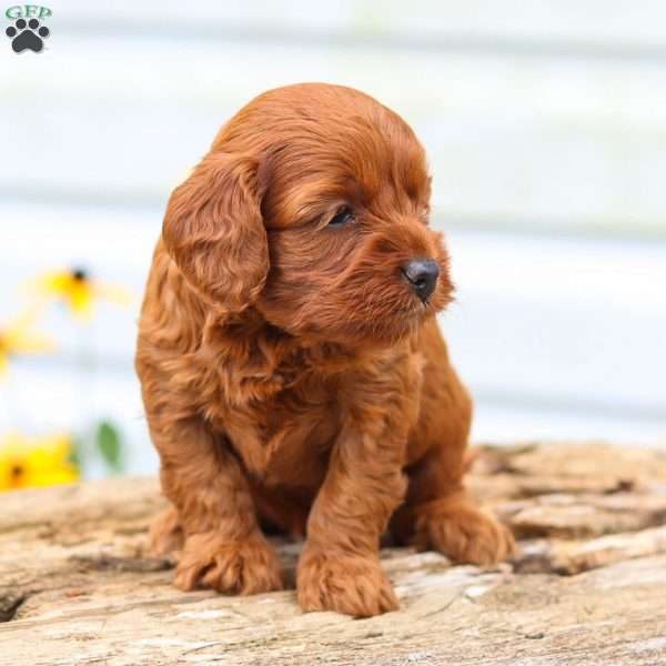 Chloe, Cavapoo Puppy