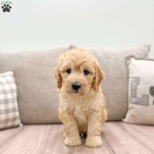 Ollie, Mini Goldendoodle Puppy