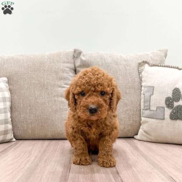 Teddy, Mini Goldendoodle Puppy