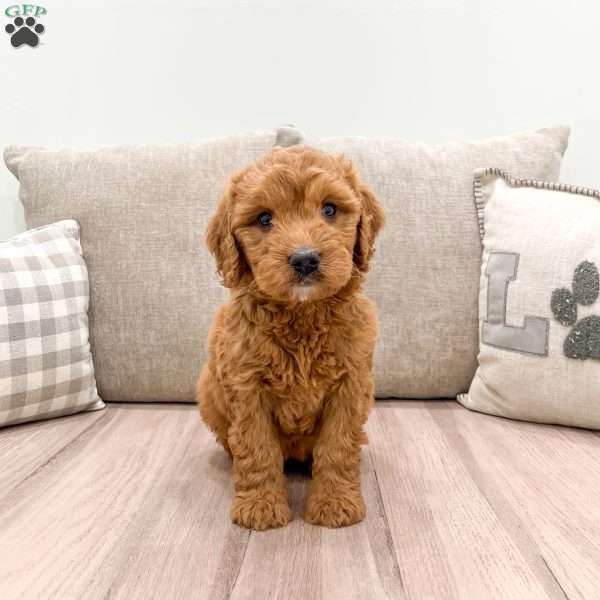 Honey, Mini Goldendoodle Puppy