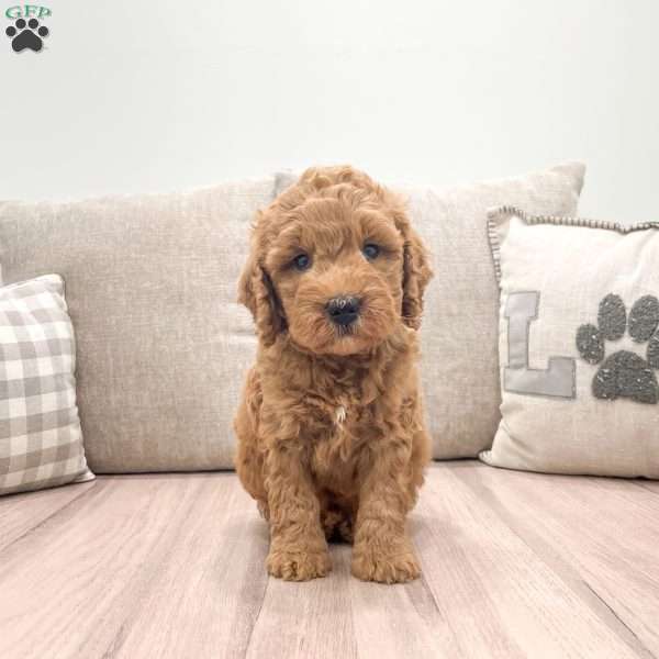 Murphy, Mini Goldendoodle Puppy