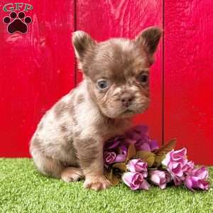 Amanda, French Bulldog Puppy