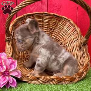 Amanda, French Bulldog Puppy