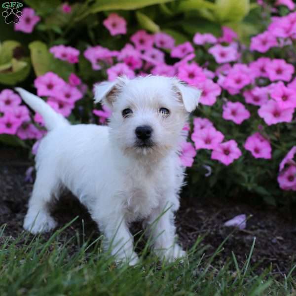 Macey, West Highland Terrier Puppy