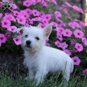 Max, West Highland Terrier Puppy