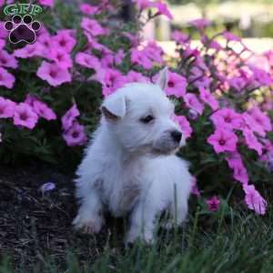 Max, West Highland Terrier Puppy