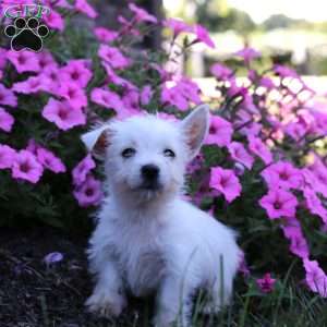 Max, West Highland Terrier Puppy