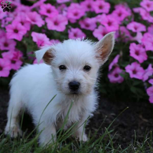 Max, West Highland Terrier Puppy