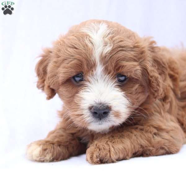 Cassie, Cavapoo Puppy