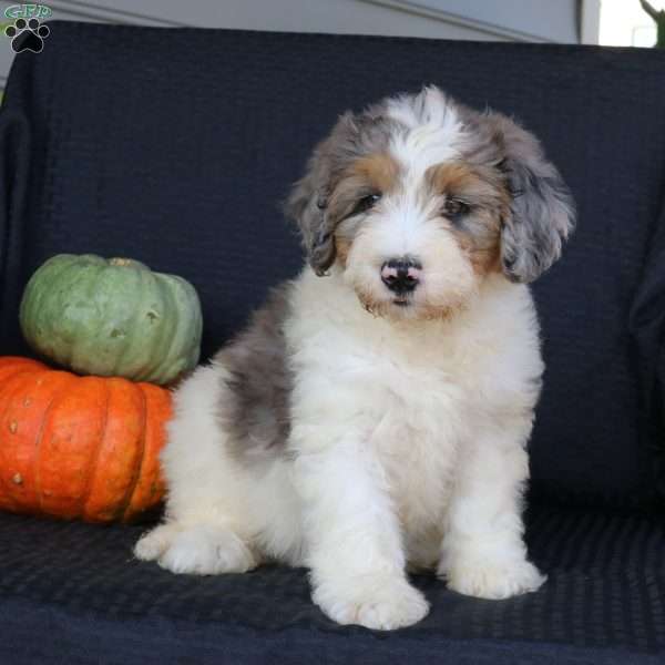 Raven, Mini Bernedoodle Puppy