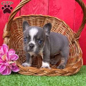 April, French Bulldog Puppy