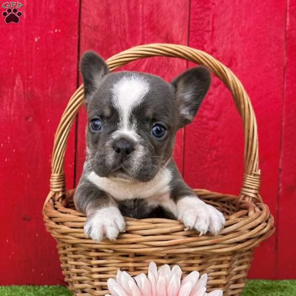 April, French Bulldog Puppy