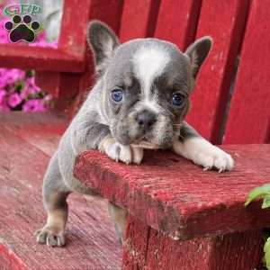 April, French Bulldog Puppy