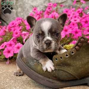 April, French Bulldog Puppy