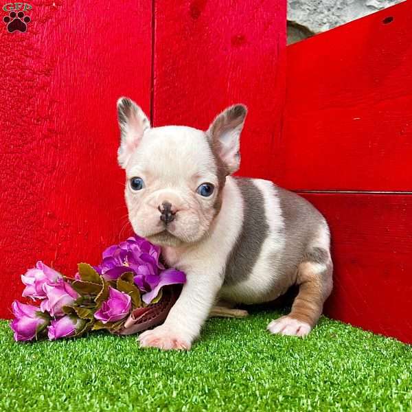 Alexi, French Bulldog Puppy