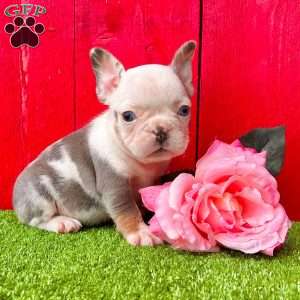 Alexi, French Bulldog Puppy