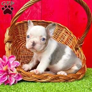 Alexi, French Bulldog Puppy