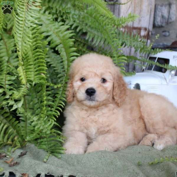 Iago, Goldendoodle Puppy