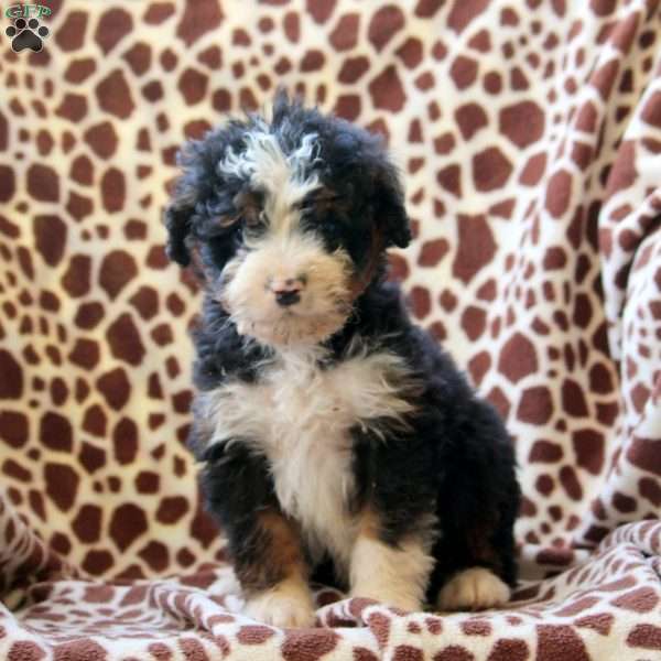 Ian, Bernedoodle Puppy