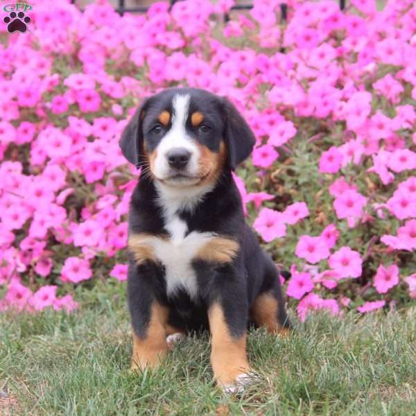 Ian, Greater Swiss Mountain Dog Puppy