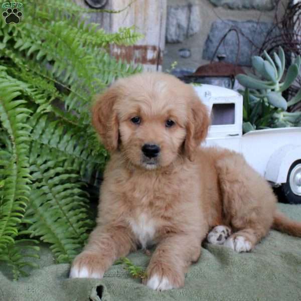 Ian, Goldendoodle Puppy