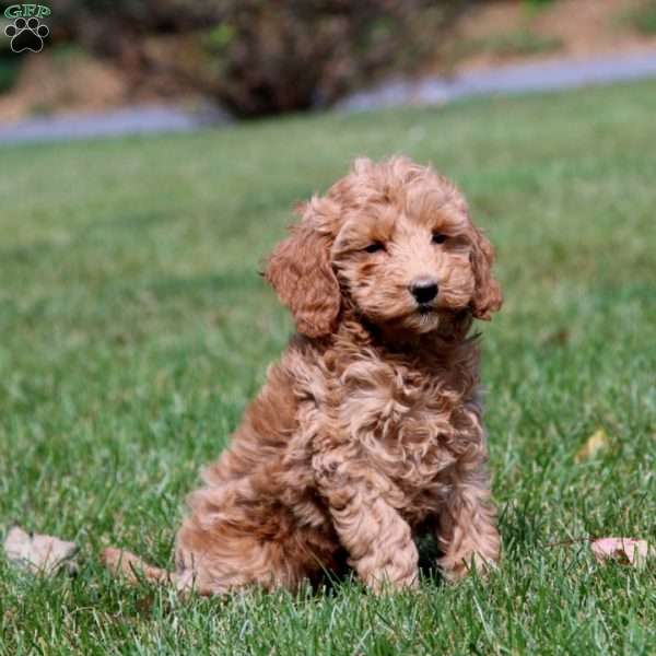 Ian, Mini Goldendoodle Puppy