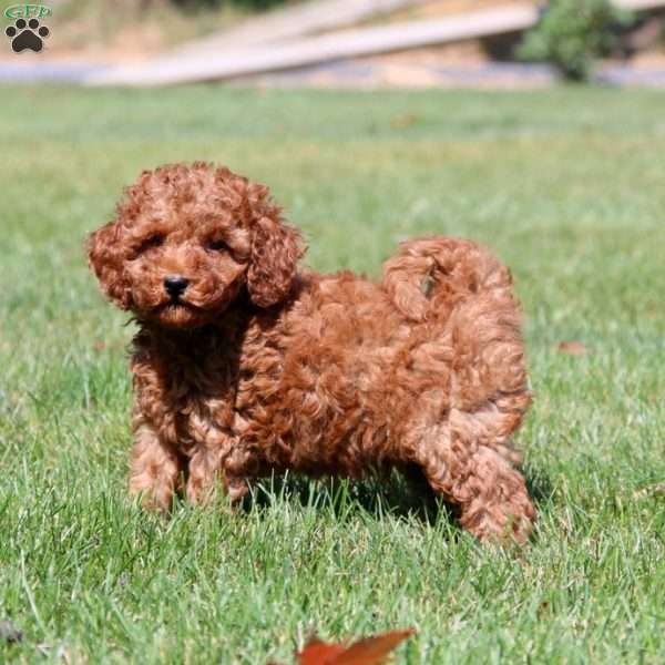 Ike, Mini Goldendoodle Puppy