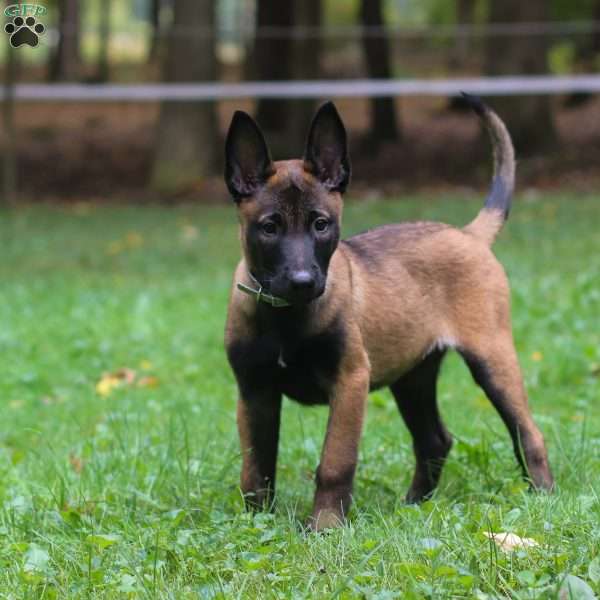 Indie, Belgian Malinois Puppy