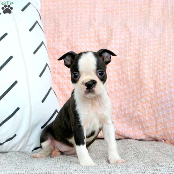 Indie, Boston Terrier Puppy