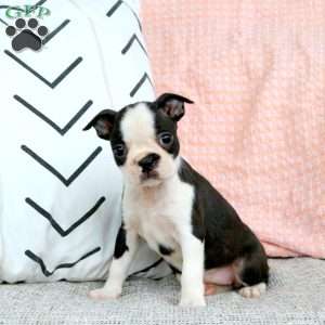 Indie, Boston Terrier Puppy