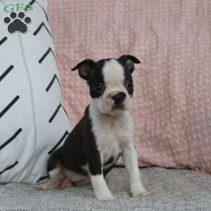 Indie, Boston Terrier Puppy