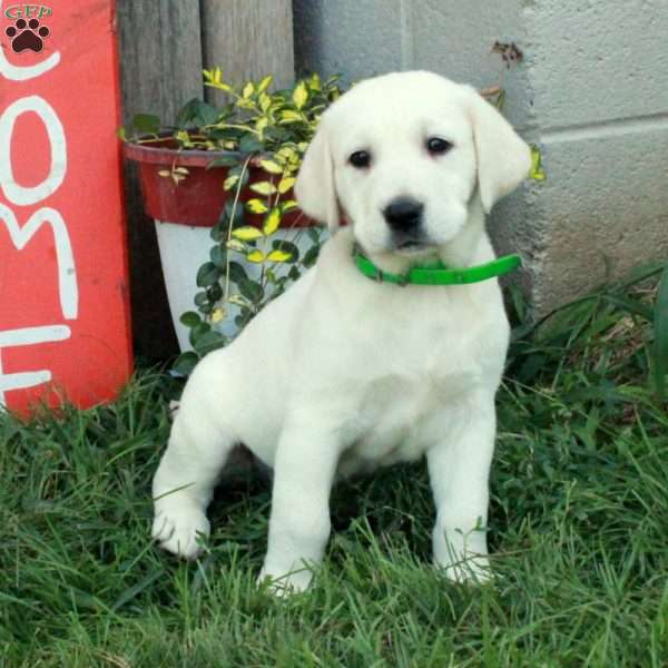 Indy, Golden Labrador Puppy