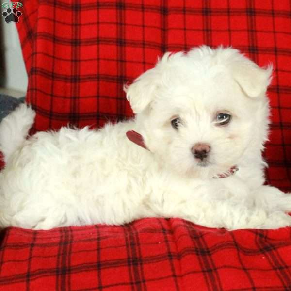 Indy, Maltese Puppy