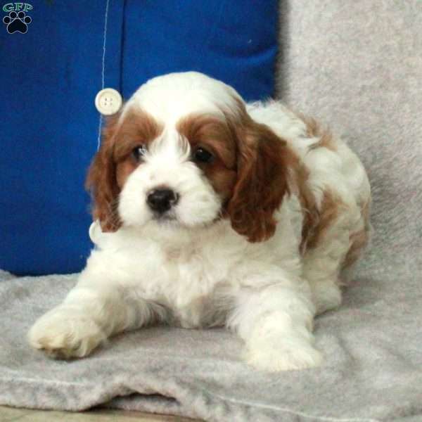 Indy, Cavapoo Puppy