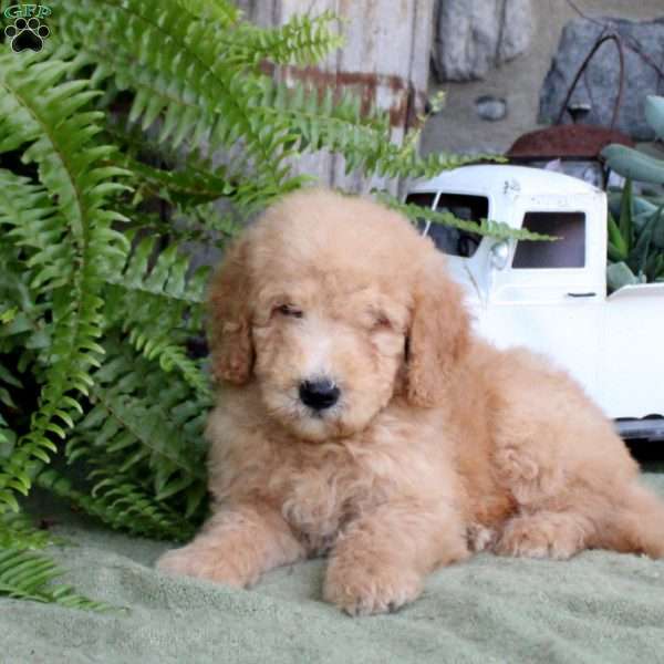 Indy, Goldendoodle Puppy