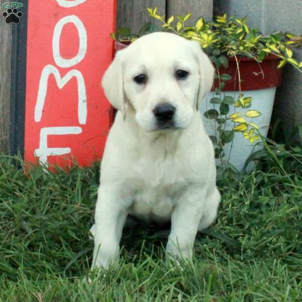 Inez, Golden Labrador Puppy