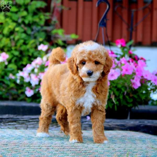 Ira, Miniature Poodle Puppy