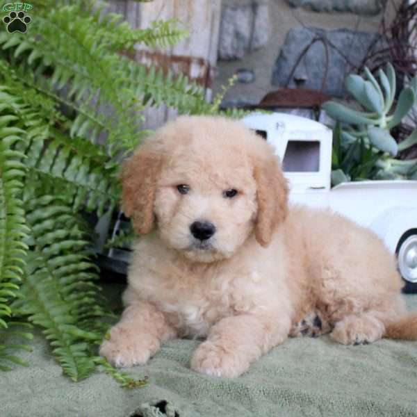 Iris, Goldendoodle Puppy