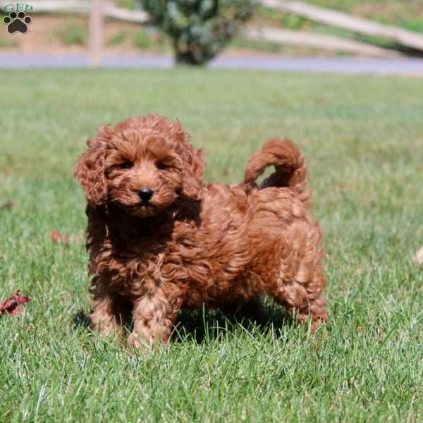 Irvin, Mini Goldendoodle Puppy