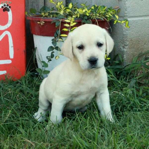 Irwin, Golden Labrador Puppy